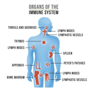 The Immune System
