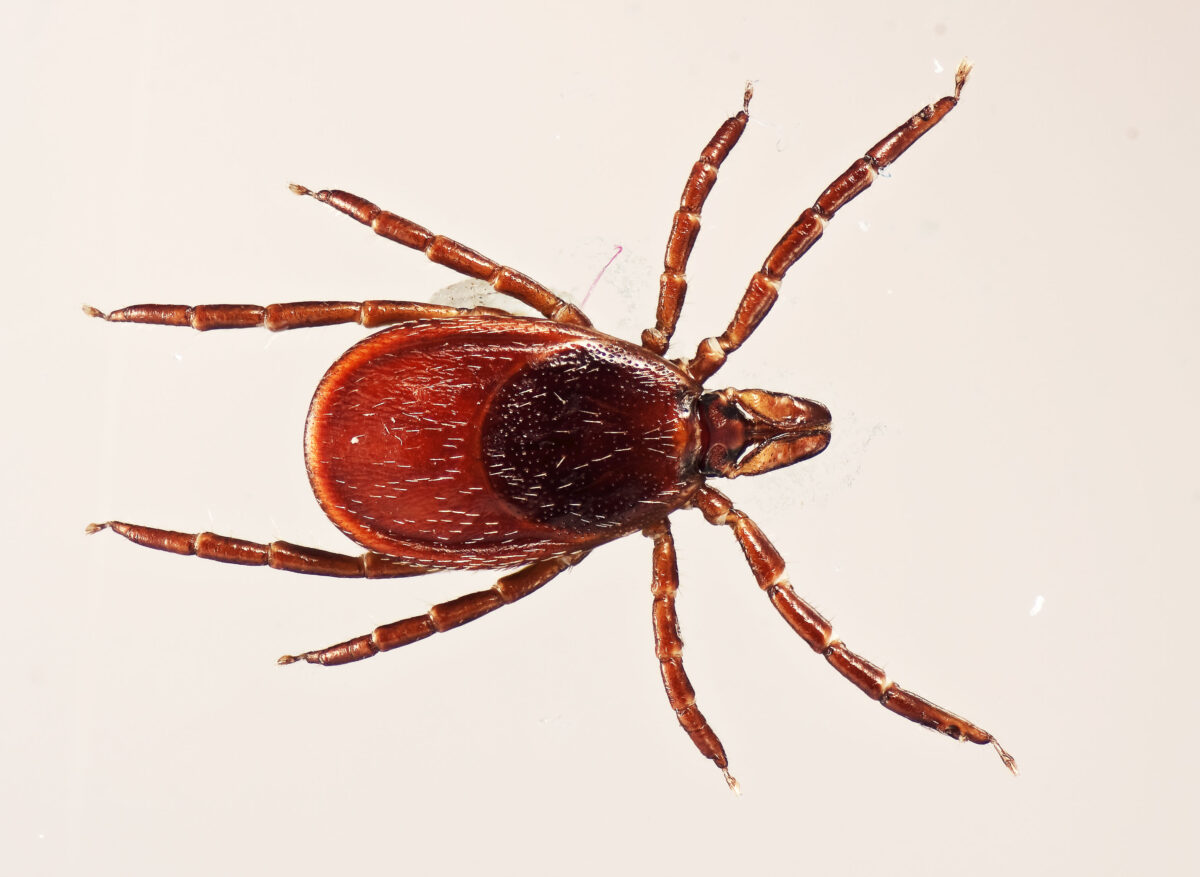 Tick life cycle